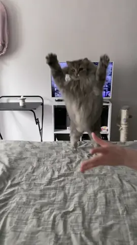Fluffy jumping  #catlover #chonkycat #funnytiktok #funnycat #fatcat #fluffy #fluffycat #cats_of_day_ #cattok #jumpingcat  #catvideo #misterkittins #catslowmotion #slowmotion #flyingcat 