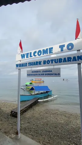 . Seeing whaleshark in gorontalo  #gorontalo #wisataindonesia #wisatagorontalo #whaleshark #exploregorontalo #exploreindonesia #indonesiatravel #hiupausgorontalo #fypシ 