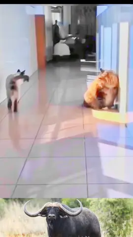 #traurung2025 #dongvat #thegioidongvat #thegioihoangda #khamphathegioidongvathoangda 