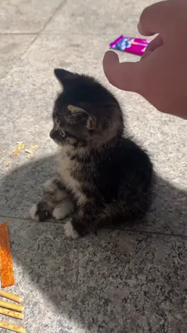 What a good cat #cat #fyp #cute #catsoftiktok #funnyvideos #funny 