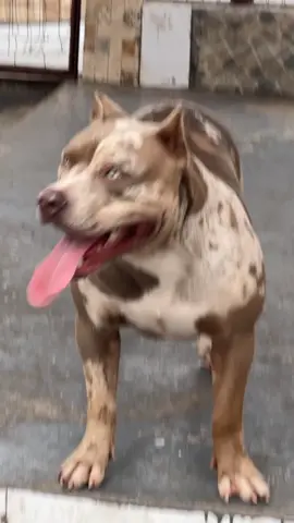 🤦‍♂️ Ela estava latindo sem parar e eu fui ver o que era.  #pitbull #pitbulls #pitbulllove #pitbulldogs #pitbullsoftiktok #pitbulls_official #pitmonster #americanbully #pet #pets #petlife #petlover #PetsOfTikTok #dog #dogs #dogtok #doglove #DogTraining #dogsofttiktok #pitbu #pit 