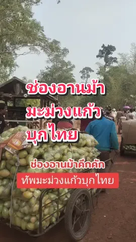 #เทรนมาแรงวันนี้ #ช่องอานม้าคึกคัก #ทัพมะม่วงแก้วบุกไทย #จุดผ่อนปรนการค้าชายแดนไทยกัมพูชา #อำเภอน้ำยืนจังหวัดอุบลราชธานี 