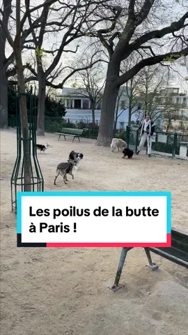 les poilus de la butte : le parc à chiens de Montmartre ! #chien #dog #promenade #paris #montmartre (contenu pour France Bleu Paris réutilisation non autorisée)