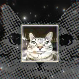 they're so silly I love them // #cats #catedit