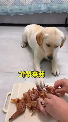 #funnyvideos #funnyanimals #dogsoftiktok #lovedog #fyp #foryou 