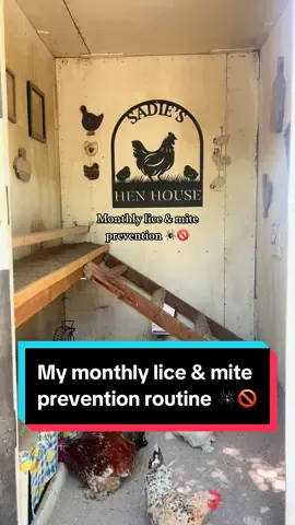 My monthly coop routine to keep pesty bugs out & off my chickens! Link to the FSL is in my bio, for a discount use code “simplychickens”  🐓🕷️🚫 #prevention #chickensoftiktok #coop #chickencoop #backyardchickens #chickens #flock #raisingchickens #chickenkeeping #hen #crazychickenlady #chickenlover #sand #poultry #poultryfarming #lice #fyp 