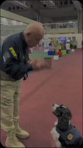 #CapCut #tiktok #fypシ #prf #viral #cao #Motivacional #engagement #fyp #foryou #policia #cachorro #caopolicial#fy 