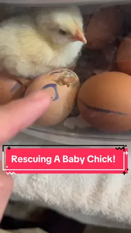 #hatchingeggs #rescue