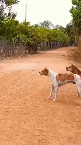 2vd2 #follow #dogfight #everyone 