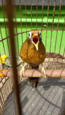 Suara kicau burung wambi atau hwamei gacor. . . . . . #cucakijo #murai #kicauanburung #kicaumanianusantara #kicaumania_indonesia #chirpingbirds #kicaumaniaindonesia #birds #birdsounds #birdwatching #kicauanburung #kicauburung #burung #chirpingbirds #kicauanburungygmerdu #kicaumania_indonesia #muraibatumania #kicau #bird #muraibatuindonesia #MasteranBurung #cucakijomania 