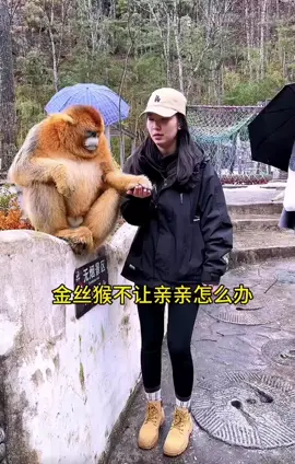 #金丝猴 金丝猴不让亲亲怎么办 #可爱 