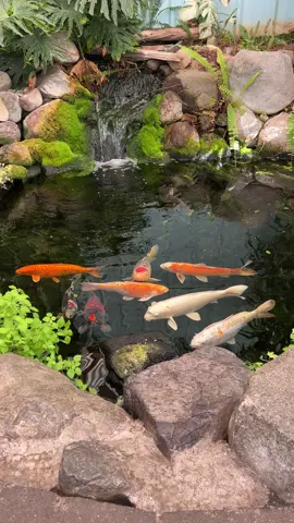 Is this not one of the most relaxing things to watch? 🥰 Koi ponds are so beautiful. #koipond #koifish #ponds #pond #gardendesign #gardenpond #gardentok #waterfeature #waterfall #fishtok #fish 