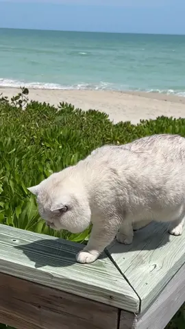 A wild ocean cat!!! 🌊  or Apollo embracing the nature ❤️ 