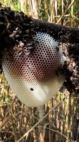 20 ngày tuổi chắc là mất chúa 🥴🥴