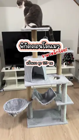 พิกัดคอนโดแมวไม้กำมะหยี่ พร้อมที่ขูดเล็บ เด็กๆเอ็นจอยยย สำหรับ #คอนโดแมว #คอนโดแมวไม้ #คอนโดแมวกำมะหยี่ #คอนโดแมวสวยๆ  #ที่ขูดเล็บแมว #ที่นอนแมว 