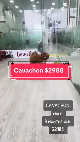 Call/Whatsapp us at 9660 2699 to view him now!! #wellfondbabies #wellfondkatong #wellfondpets #fyp #cavachon #cavachonpuppy #cavachonsoftiktok #cavachoncutie #cavachons #cavachons #cavachonluv #cavachon🐾 #cavachonclub #cavachonsofinstagram 