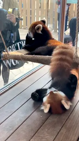 When will you let me lie down in the hammock for a while?#fy #fyp #trending #mastershifu #redpanda #rocket