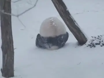 Giant pandas rolling in the snow#panda #fpyシ #funny #snowfield 