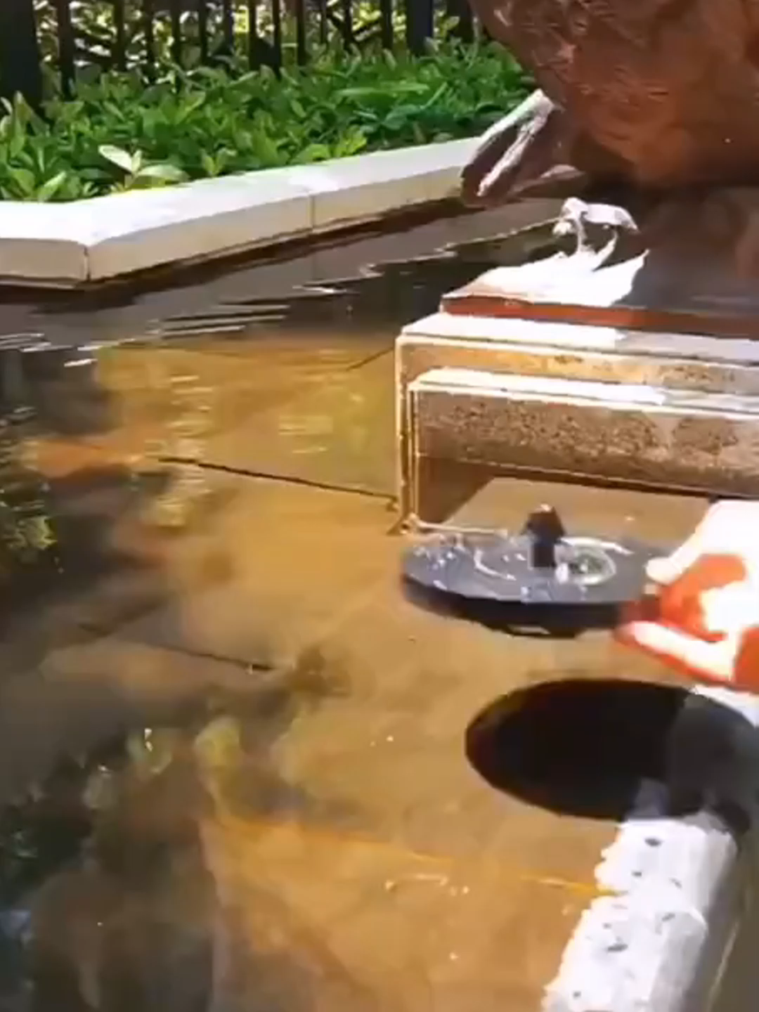 Đài Phun Nước MiNi Năng Lượng Mặt Trời #daiphunnuocmini #giadungthongminh #giadung