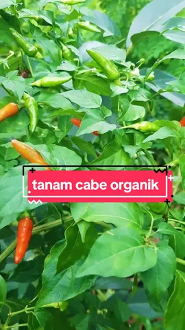 Cabe rawit organk ‼️ #caberawit #caberawitorganik #cabeorganik #cabe #organik #sayurorganik #tanamanorganik  #sayuran #cabehijau #caberawitpedas #benihcabe #petanicabe #pertanian #pertanianorganik #kebuncabeorganik #chilifarm #farming #plants #planters #fypシ゚viral #teratas #popular #tranding #pupukorganik #benihseribuan #pupukdaun #cabepedas #tanamcabe #budidayacabe #manfaatkanhalamanrumah #pupukcabe #cabehijau #mediatanamcabe #cabeviral #edukasipertanian #petanimuda #petanimilenial 