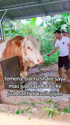 bismillah#petanimuda #petaniindonesia🇮🇩🇮🇩🇮🇩🌿🌿 #sapiindonesia #sapi #peternaksapiindonesia #xyzbca #fypシ #fyp 