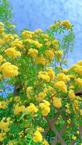 Hoa vàng trên bầu trời xanhhh❤️#phongcanhthiennhien #flowers #mộtchutbinhyen #hoavang #foryou #canhchill #xuhuongtiktok 