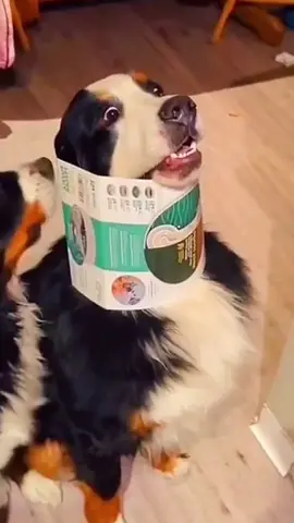 Funny dogs compilation #funnydog #funnypet #cutedog #dogoftiktok #doglover #dogs 