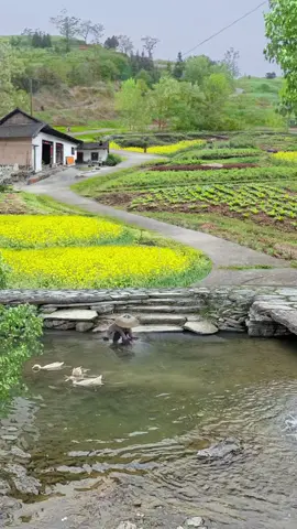 On the land of my hometown, I can always find inner peace#Rural #RuralLife #Healing