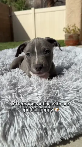 #afternoonroutine #routine #puppy #puppylove #fyp #pitbulls 