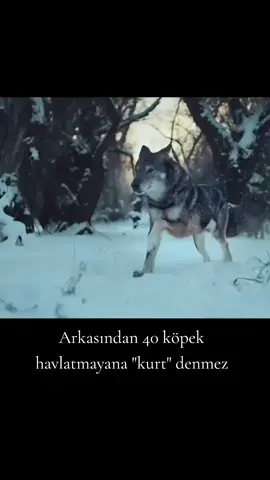 Arkasından 40 köpek havlatmayana 