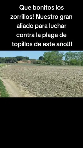Un gran ayudante de la lucha biológica contra los topillos 🦊 #fox #topillo #zorro 