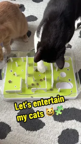 Pepper is the smartest one 😅 pia didnt even bother trying 😂  #catfood #catfeeding #catenrichment #cattoys #puzzlefeeder #catasmr @kiwi.kitchens @Cosmicos Petbakery @Arya.Sit @All For Paws 