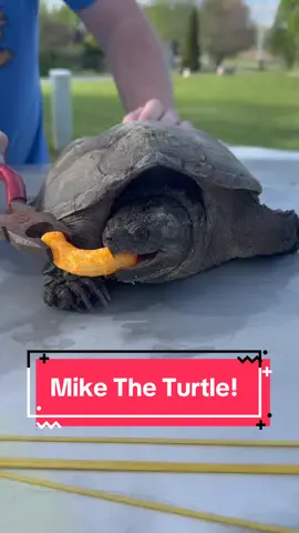 #snappingturtle #turtle 