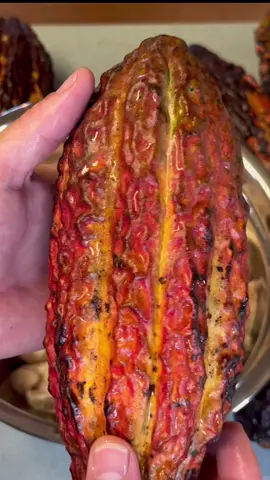 #chocolate #chocolatemaking #cacao #cacaobeans #fermentation #kitchen #DIY #cooking #athome #homemade #candy #sweets #frontierfarmer #frontierrevival #fyp #reels