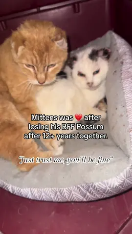 Making the decision to euthanize Possum was one of the hardest decisions of my rescue career. Mittens and Possum were BFFs for 12+ years at a farm in rural Iowa. When their elderly owner died and they were left alone at the farm, I made a promise to both of them that I would make their last years the best years of their lives. Sadly in this case the best thing to do for Possum was to send her over the rainbow bridge. Melanoma was eating away at her ears and she was in active pain. Mittens wouldn’t eat or drink after his friend passed, but he’s learning to love life again - and I will make sure he is spoiled DOUBLE in an indoor home in honor of his forever BFF Possum ❤️ #catrescue #catsoftiktok #cat #fyp 