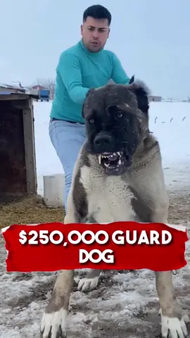 $250,000 Guard Dog 😱 💰 #dog #animals #fyp #richyvidz #dogsoftiktok 