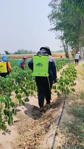 #ชาวไร่มันสําปะหลัง💪🏻 #มันสําปะหลัง 