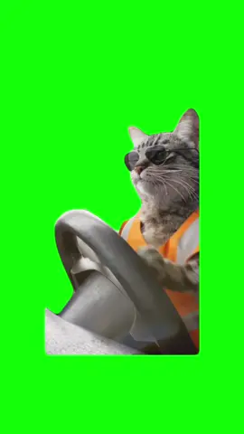 Cat Driving meme green screen template #cat #catsoftiktok #driving #cardriving #greenscreen #Summer #mothersday #prom #discord #meme