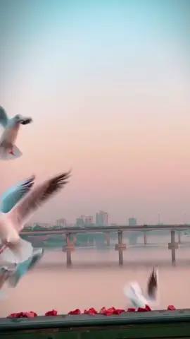 #وية_الطيور_الطايرة_ابعث #سلامي #الكم #رضا_الخياط #مصطفى_السوداني #بحر #اعفاء_عام #bellingham #الكلاسيكو #بغداد_بصرة_موصل_الكويت_الخليج_دبي_ #مشاهير_تيك_توك #viralvideo #نخل #foryoupage #fypシ゚viral #الناس ##تصاميم_فيديوهات #اكسبلورexplore #اكسبلور #اغاني_عراقيه #جيش_حسحس #جيل_الطيبين #بغداد_الجادريه 