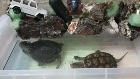 ##giaitri sưaruamat