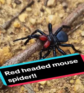 Male Red headed mouse spider!!! This stunning specimen was found in the Grampians national Park while on a hike to Hollow Mountain #fypシ  #spider #creatures #creepycrawl #Hiking #walking #mountain #insects 