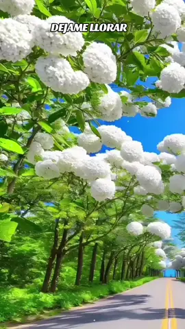 DÉJAME LLORAR 🎧 RICARDO MONTANER 🎧  #ricardomontaner #dejamellorar #musica #musicaronantica #musicadelayer #delrecuerdo #romantica #baladas #paradedicar #pararecordar #scenary #beauty #nature #landscape #paisajesnaturales #longervideos #paisajes_hermosos #viralvideo #parati #Viral #fypシ゚viral #fypシ゚ #fyp 