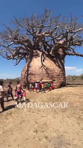   @uncleofplants Madagascar 🇲🇬 is home to six of the eight known species of baobab trees. These include the iconic Adansonia grandidieri, often referred to as the Grandidier’s baobab, which lines the famous Avenue of the Baobabs. Baobabs are known for their massive trunks, which can store large quantities of water, and their long lifespan, which can extend over a thousand years. #quinnzjohnston 