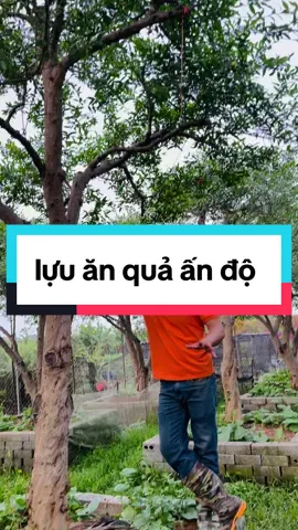 lựu ăn quả ấn độ #nhavuonduongtai #xuhuong #LearnOnTikTok #vairal #luuando #lựuđỏ 