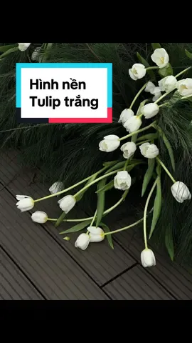 Hình nền Tulip trắng🌷 Nhà 🏡 #hinhnen #tuliptrắng #tulips #ninhduongstory #lovemetender #10yearsanniversary #happyending #hạnhphúc#hanhjding #xuhuong  
