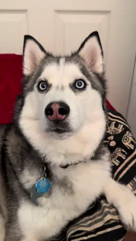 Pluto pants wanted to share some words of encouragement! 🩵😘 🩵 #dogsoftikok #doglovers #dogtok #huskylover #husky #cutedogvideos #foryourpage #dogtalk 