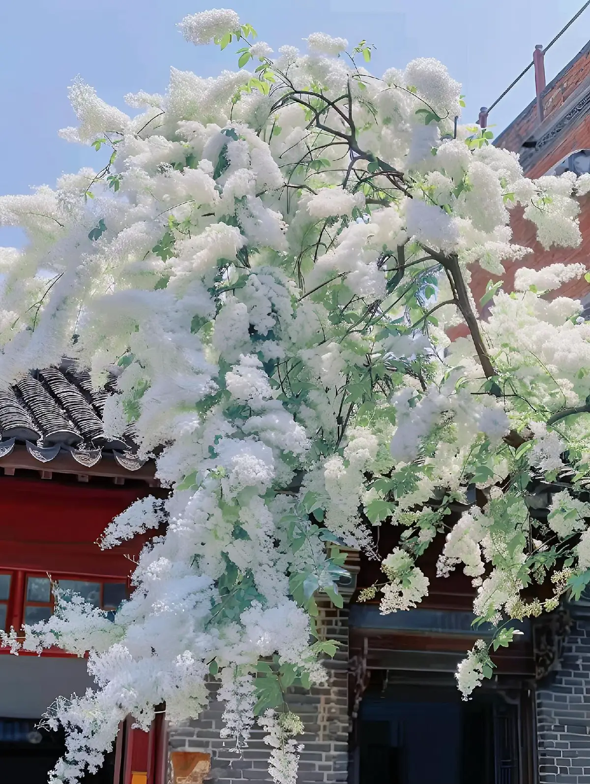 “ Giữa khói lửa, vọng tình như sóng xô bờ cát. Gặp được người, như xuân thuỷ ánh lê hoa”  #tieuhan8686 #nhaccophong #nhactrungquoc #nhacchill #nhackhongloi #qoutestieuhan #toptrending #sharenen 