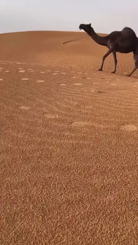 #tiktok #دوز#توزر#الصحراء#جمل-يهدر