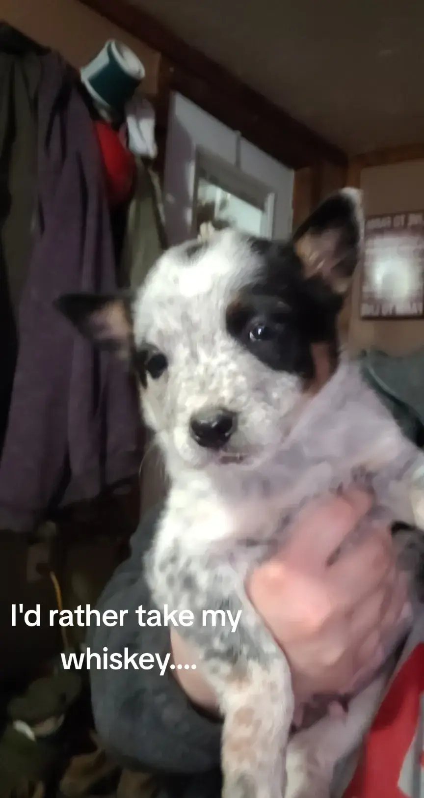 what a glow up 🔥 #heeler  #heelersoftiktok  #blueheeler  #cattledog  #builtdifferent 