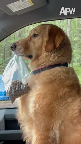 Who's this Boris she's talking to? I don't see anyone 🐕😂 #afv #dogs